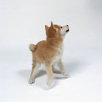 狗 犬类