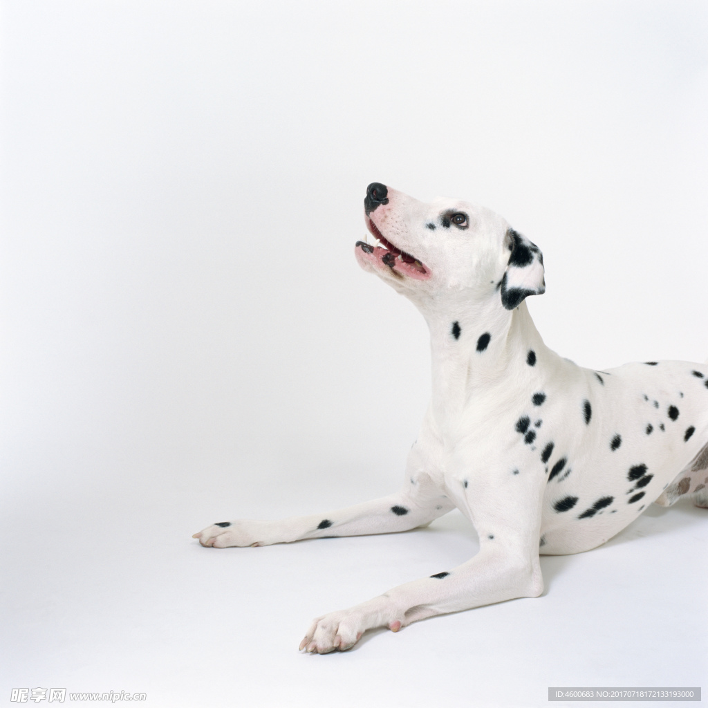 狗 犬类