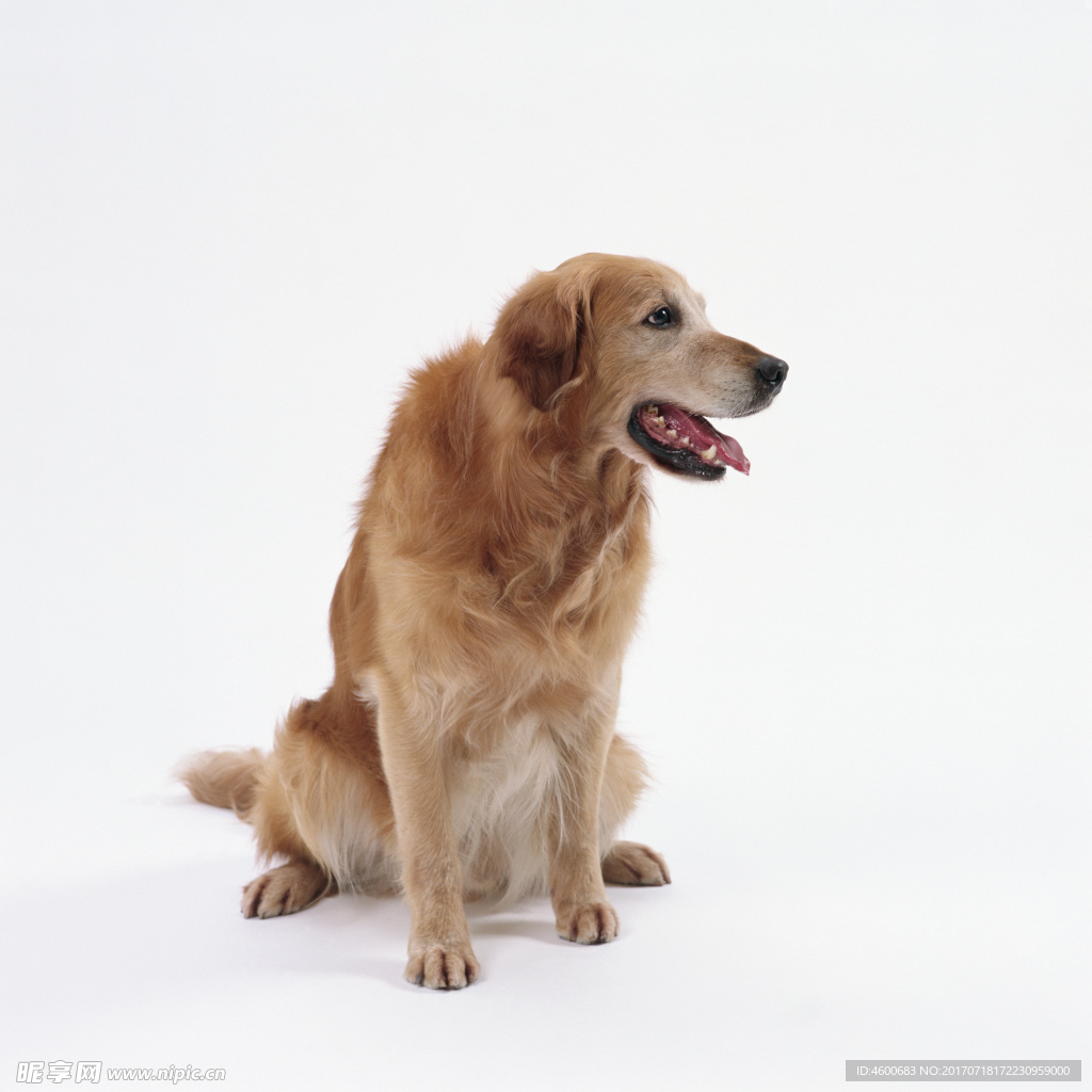 狗 犬类