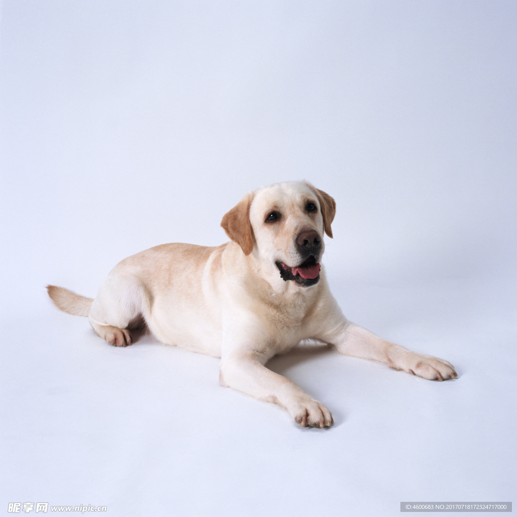 狗 犬类