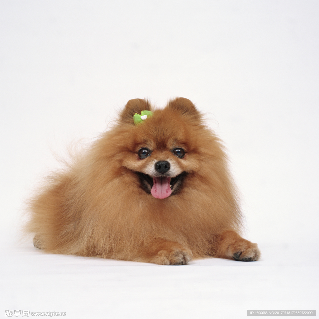 狗 犬类