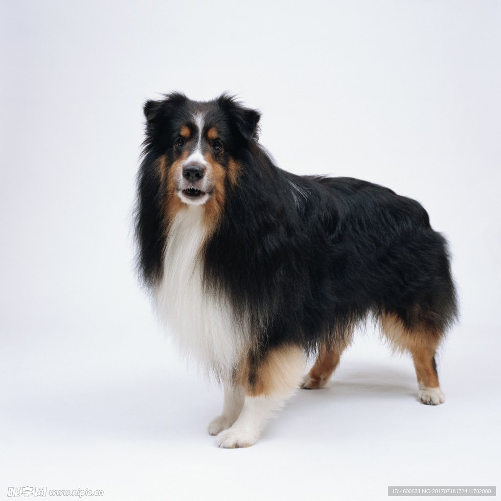狗 犬类