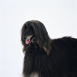 狗 犬类