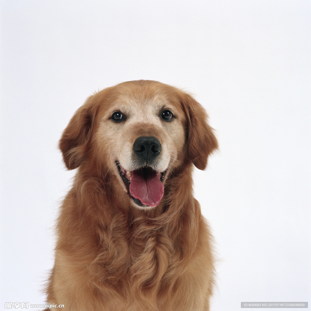 狗 犬类