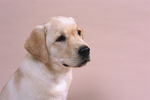 狗 犬类