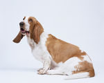狗 犬类