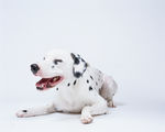 狗 犬类