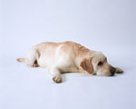 狗 犬类