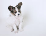 狗 犬类