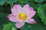 莲花