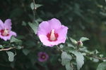 张家界鲜花