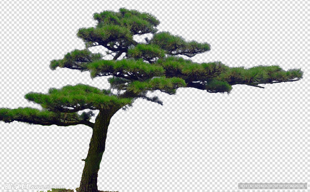 黑松