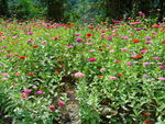 千日菊