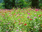 千日菊