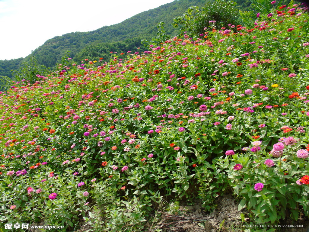 千日菊