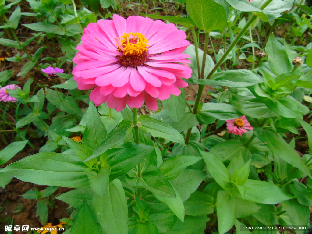花