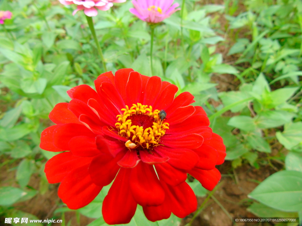 花