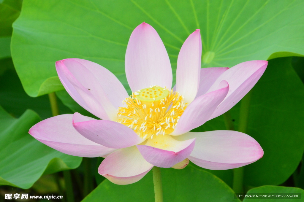 荷叶荷花