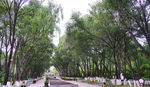 绿树成荫