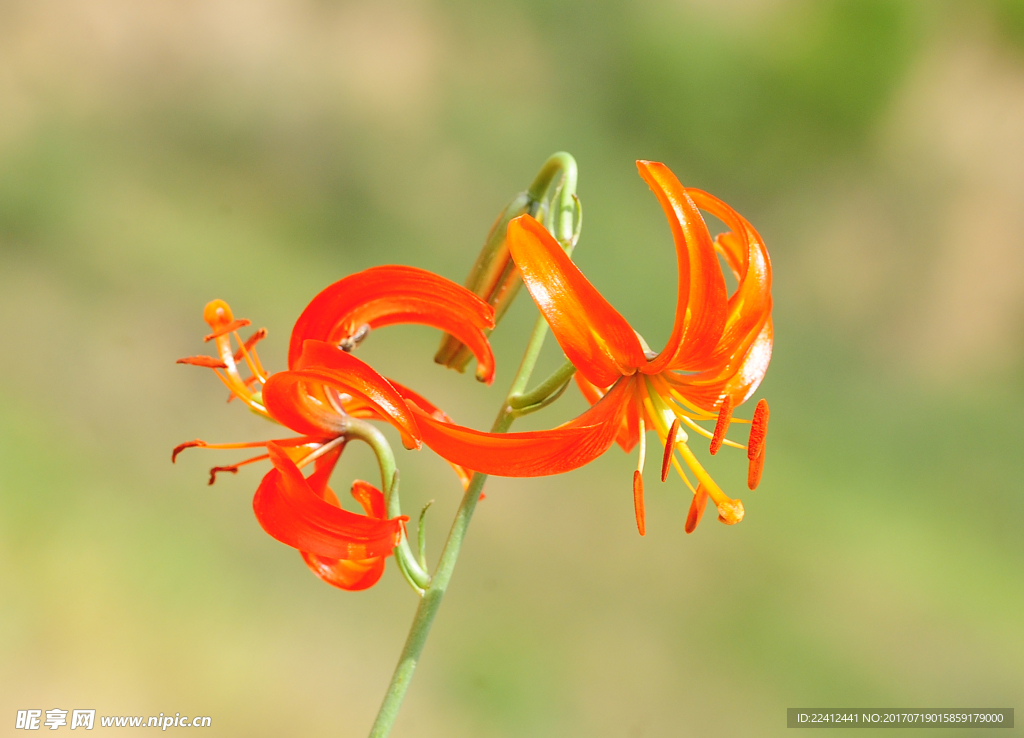 山丹花 山丹丹 百合花 百合园