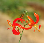 山丹花 山丹丹 百合花 百合园