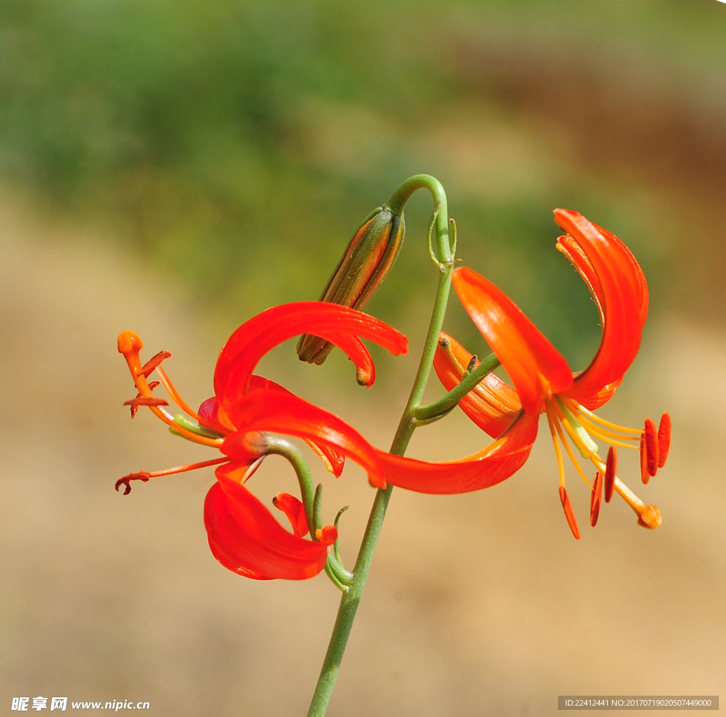 山丹花 山丹丹 百合花 百合园