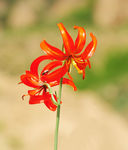 山丹花 山丹丹 百合花 百合园