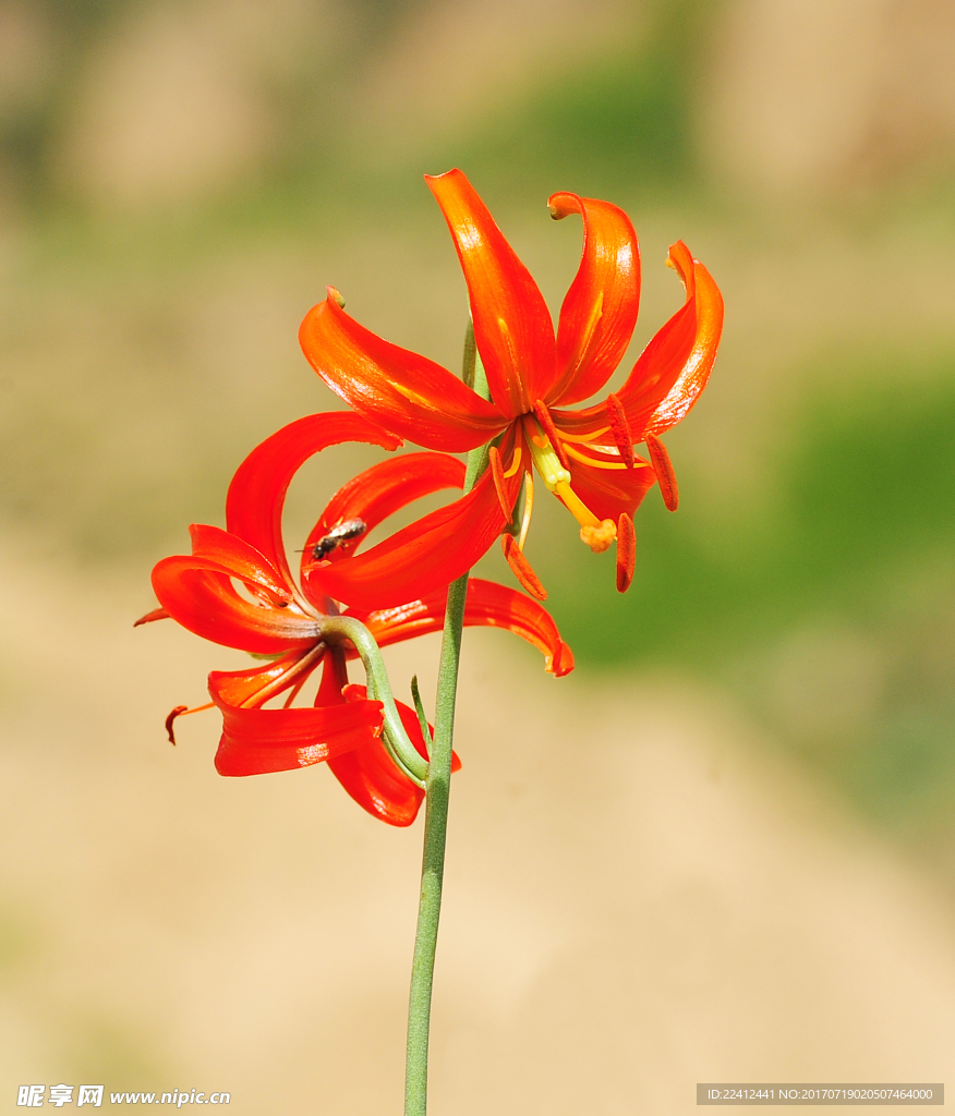 山丹花 山丹丹 百合花 百合园