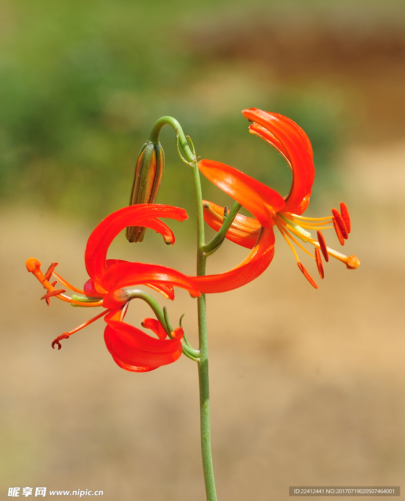 山丹花 山丹丹 百合花 百合园