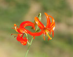山丹花 山丹丹 百合花 百合园