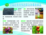 防辐射食物