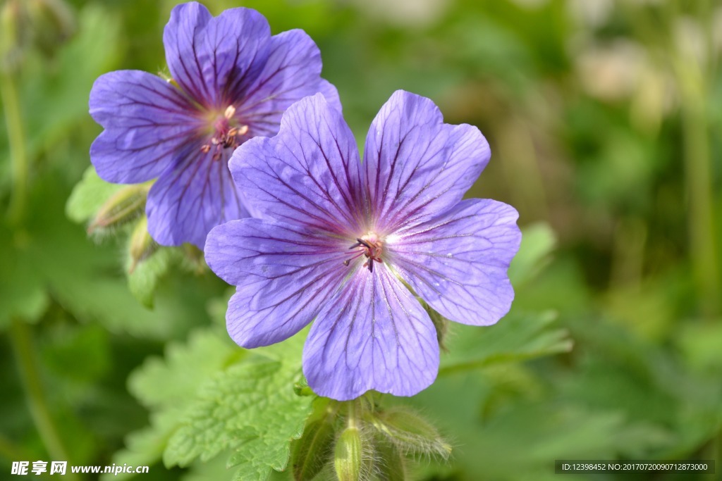 天竺葵