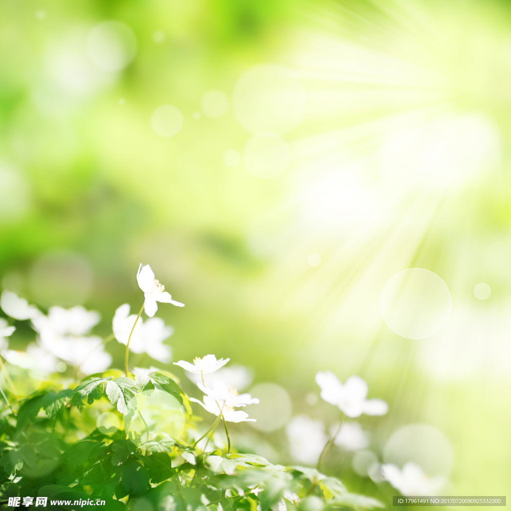 植物背景