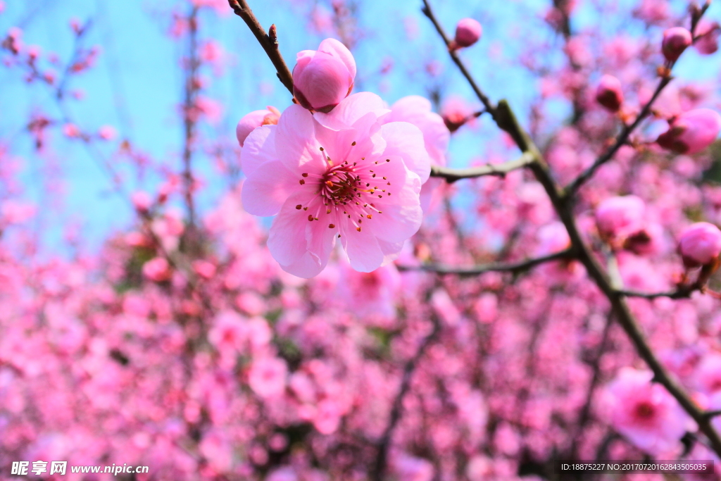 桃花
