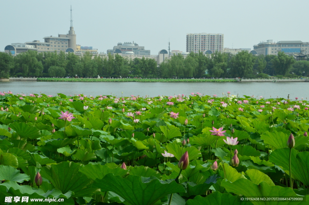 莲花池风景