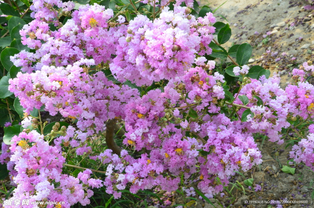 紫薇花