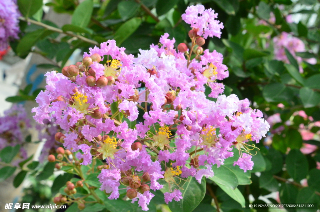 紫薇花