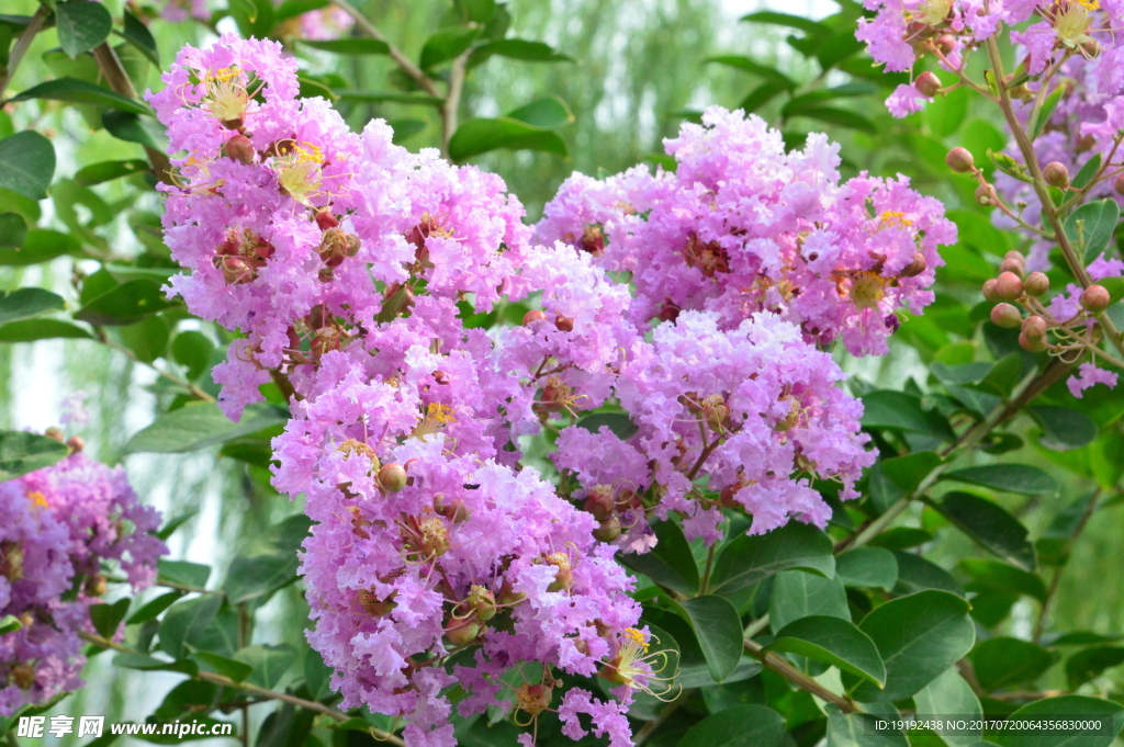 紫薇花