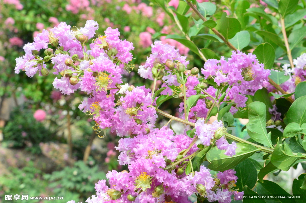紫薇花