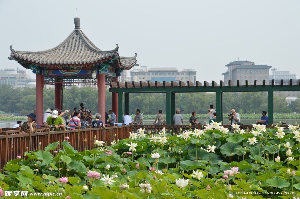 莲花池风景