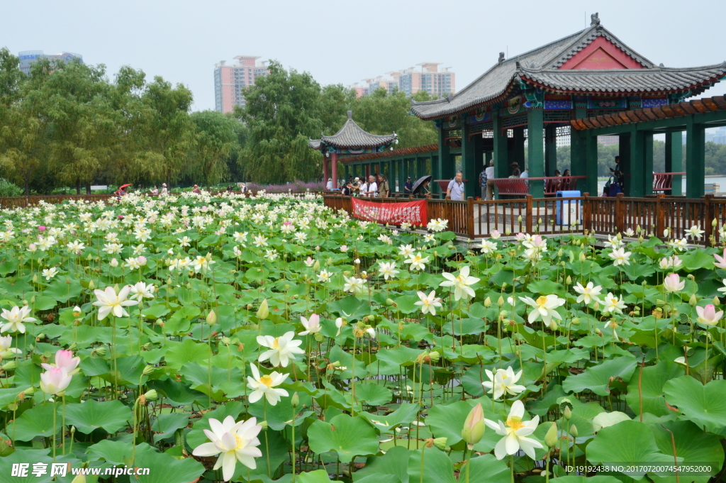 莲花池风景