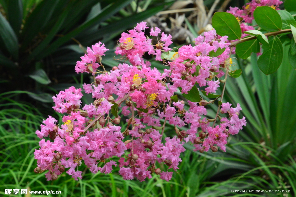 紫薇花
