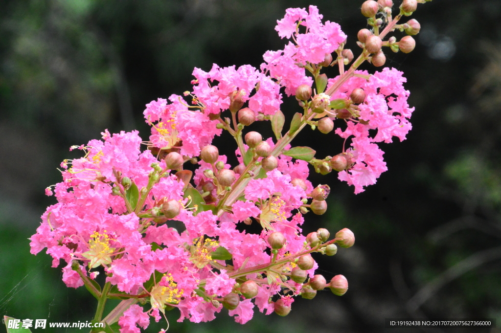 紫薇花