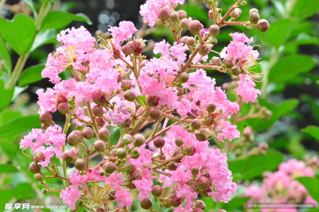 紫薇花