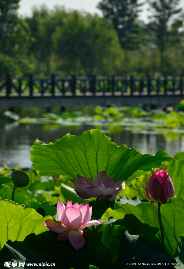 莲花夏景