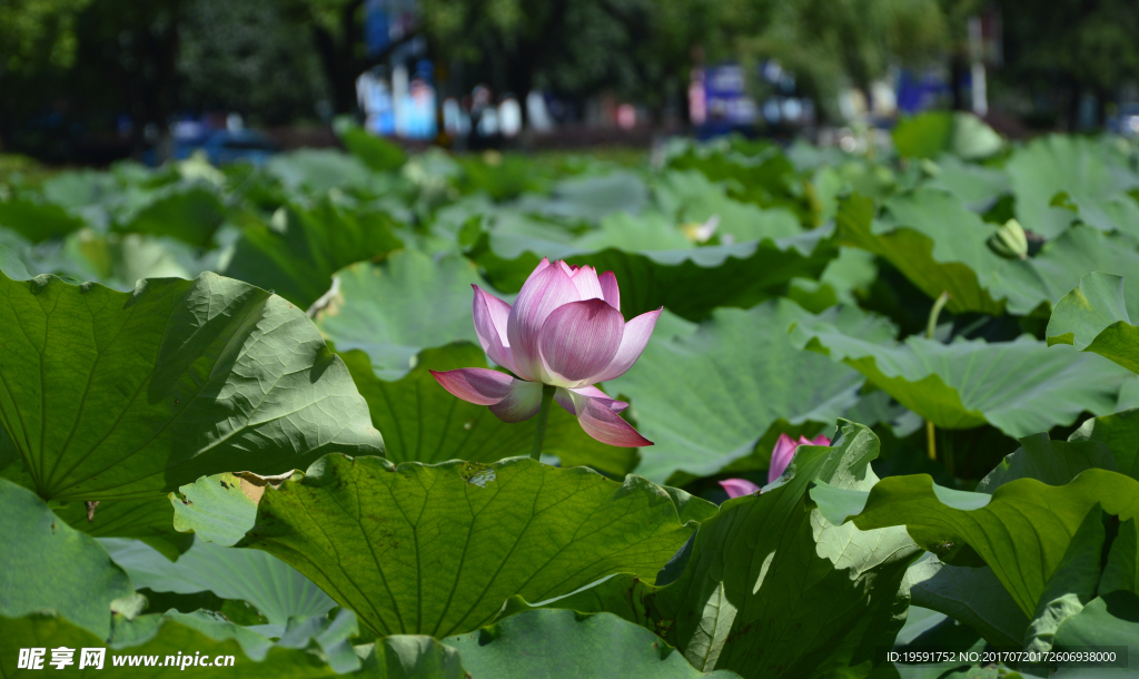 莲花莲叶夏景