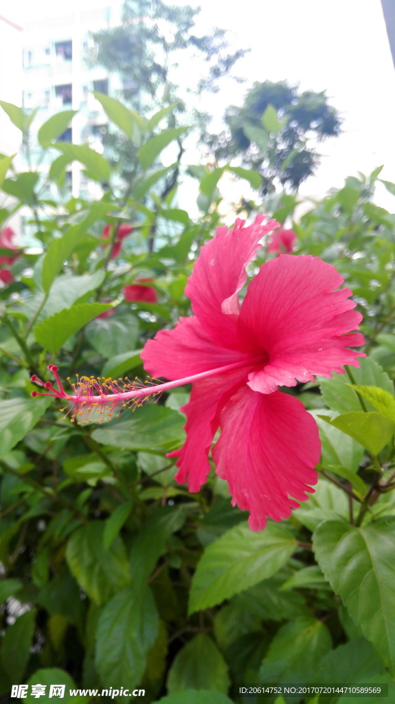 美丽的红色花朵