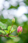 花蕊