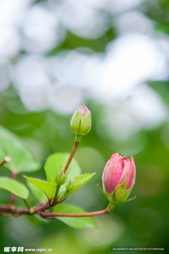 花蕊