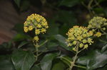 菱叶常春藤